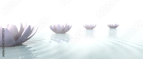 Zen lotus flowers draw a path on the water