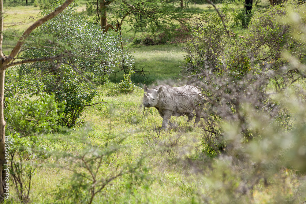 Fototapeta premium Safari - rhino