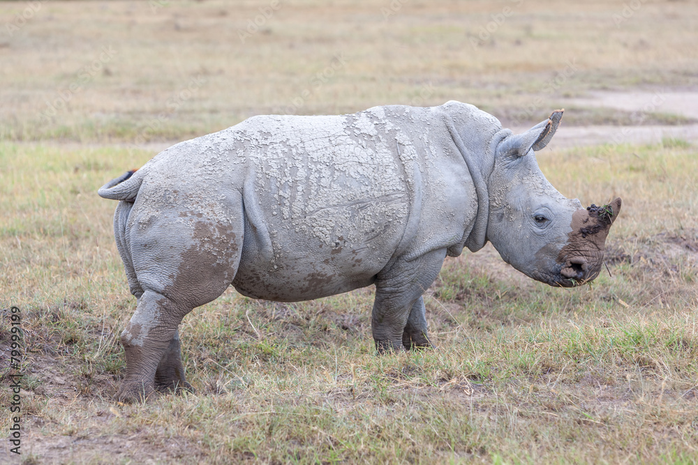 Safari - rhino Safari - rhino