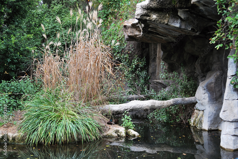 Obraz premium The water pond in LA Zoo, California