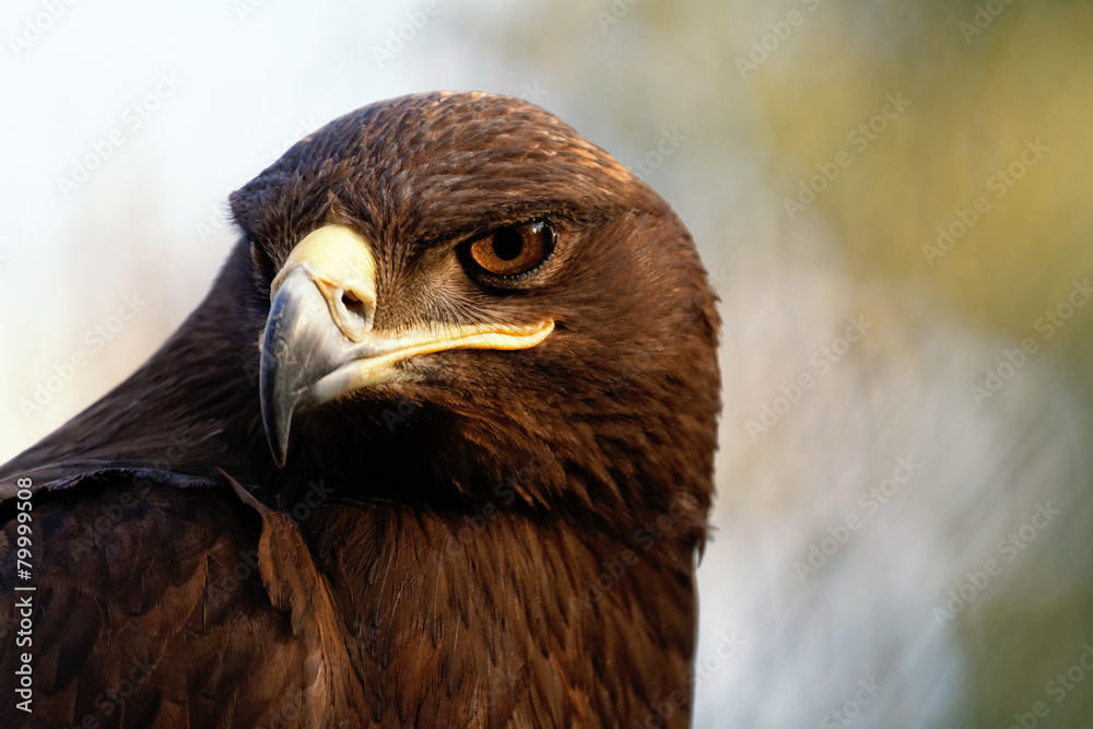 The Steppe Eagle