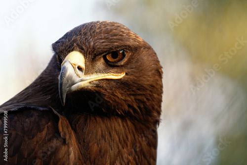 Obraz na płótnie The Steppe Eagle w salonie