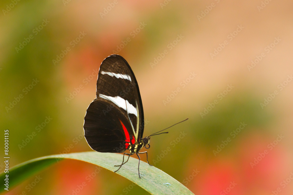 Obraz premium Butterfly