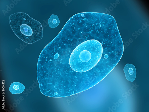 Amoeba