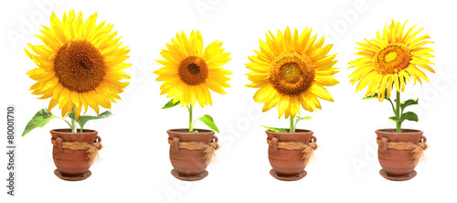 Fototapeta Naklejka Na Ścianę i Meble -  Sunflowers in pots