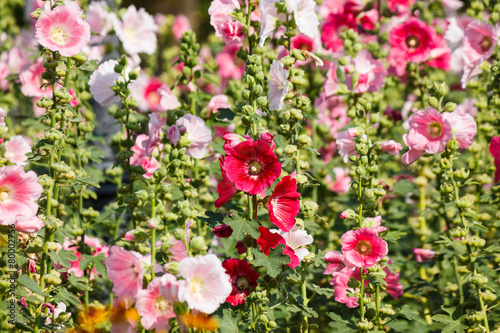 beautiful flower in garden