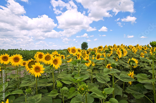 Fototapeta Naklejka Na Ścianę i Meble -  Sunflower field.