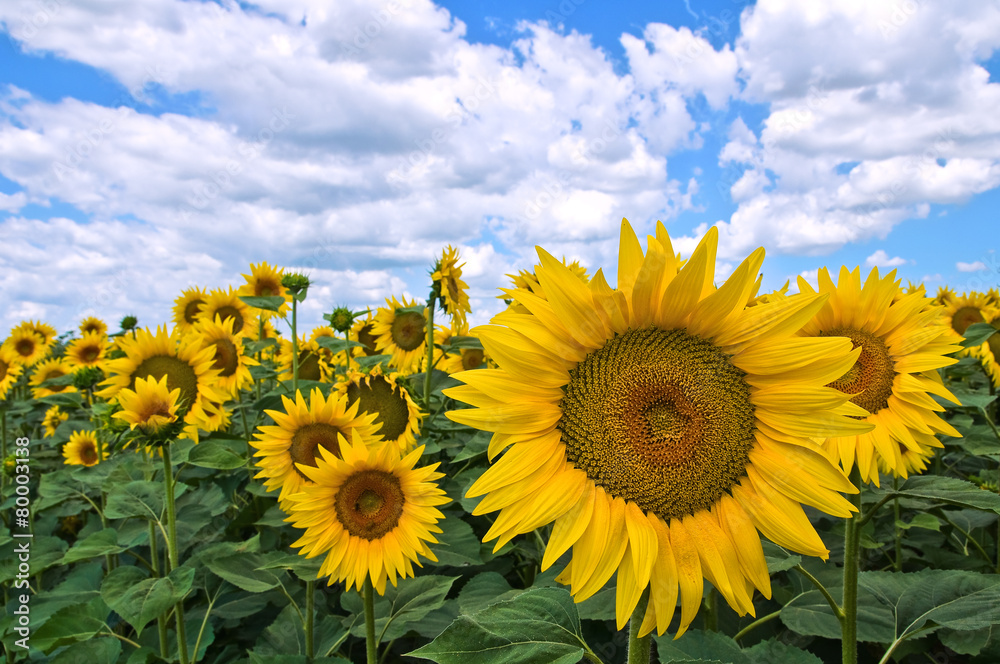 Sunflower field. Sunflower field.