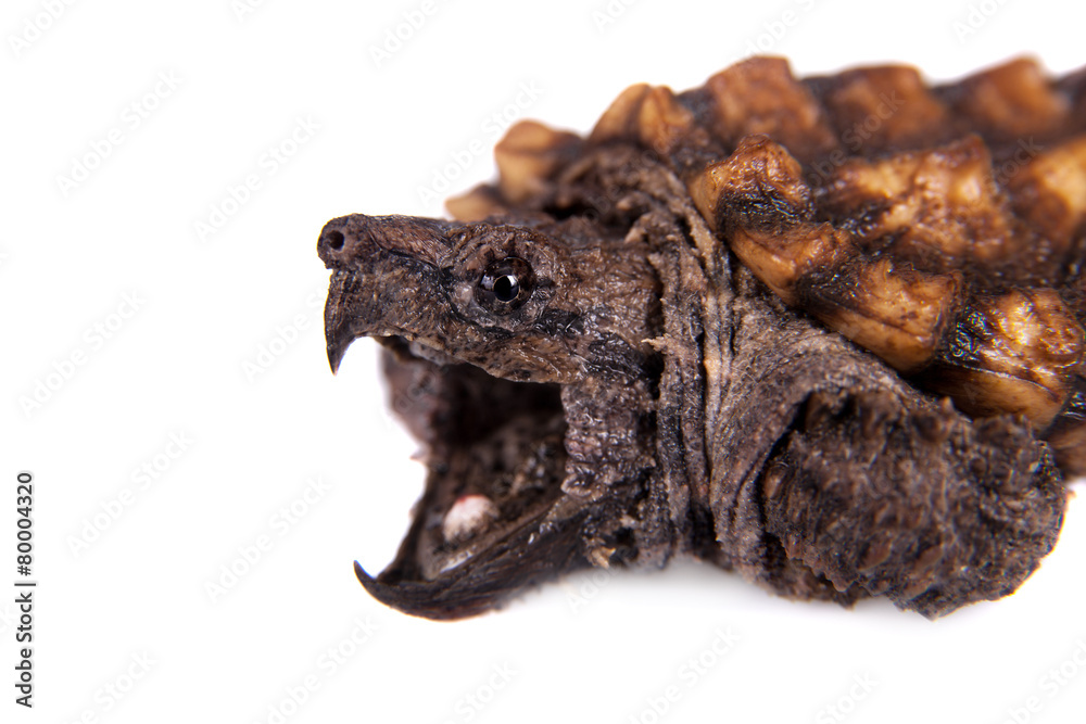 Alligator snapping turtle on white Alligator snapping turtle on white
