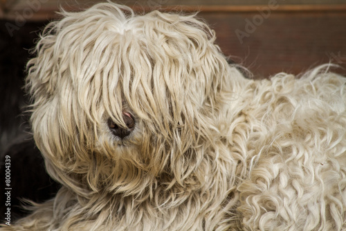 dirty dog