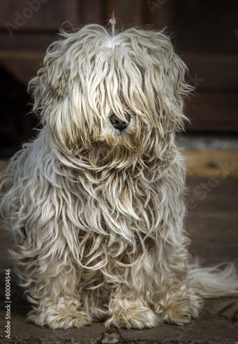 dirty dog