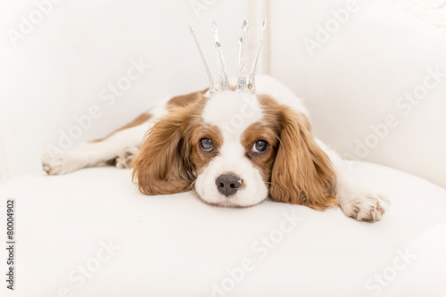 Billede på lærred Cavalier King Charles Spaniel mit Krone
