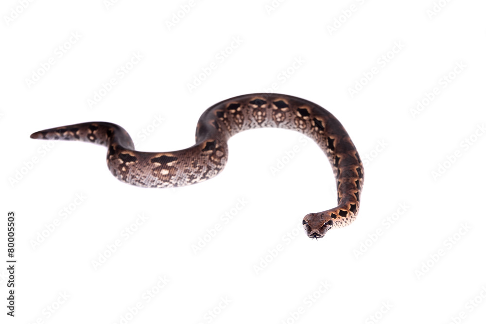 Madagascar or Malagasy ground boa on white Madagascar or Malagasy ground boa on white