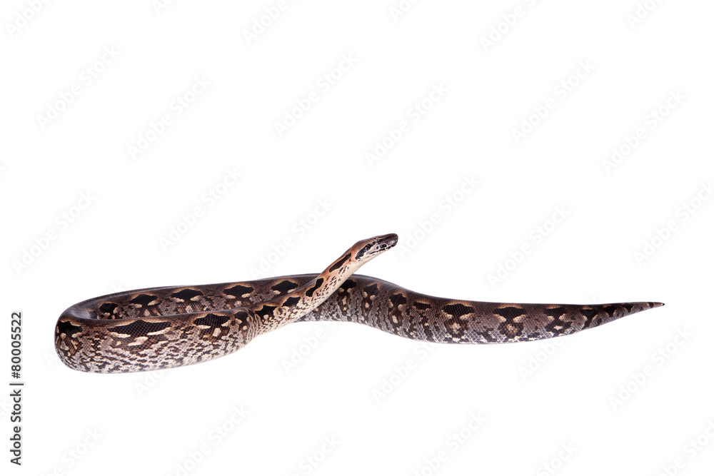 Madagascar or Malagasy ground boa on white Madagascar or Malagasy ground boa on white