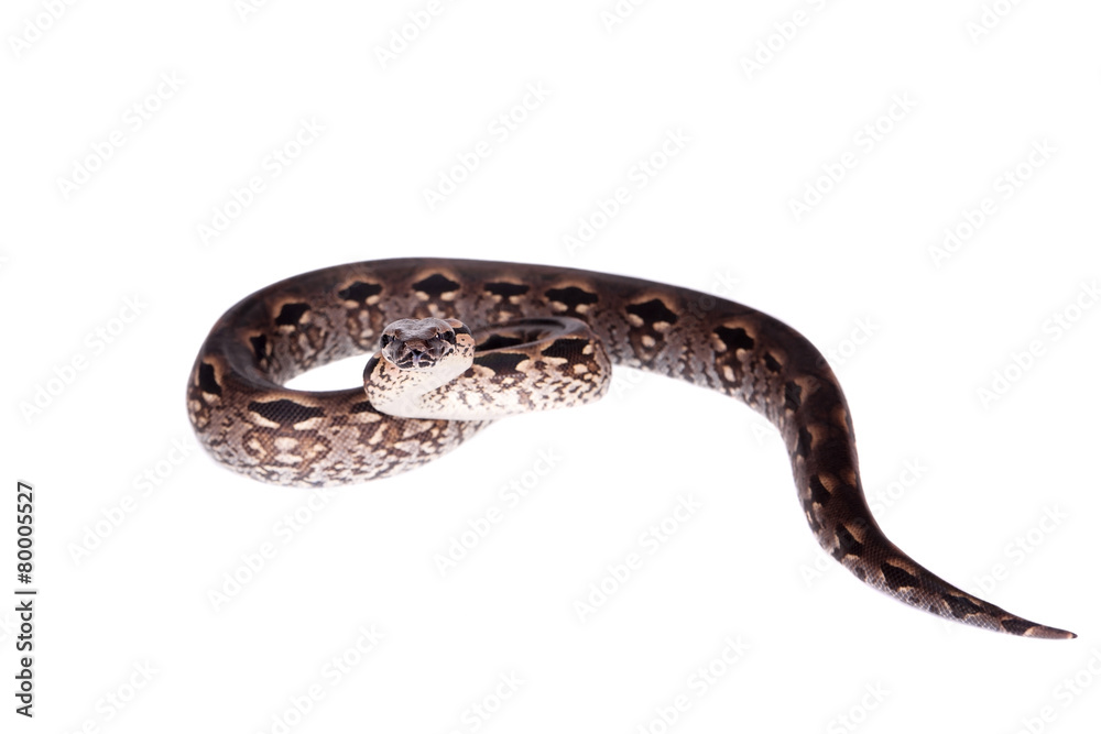 Madagascar or Malagasy ground boa on white Madagascar or Malagasy ground boa on white