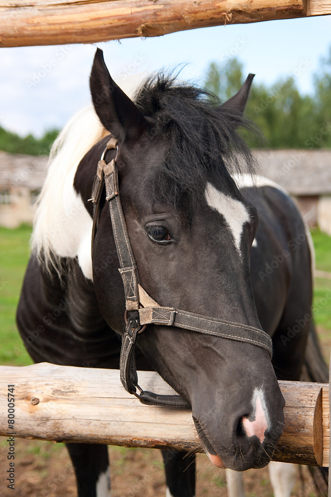 Fototapeta premium horse in your corral