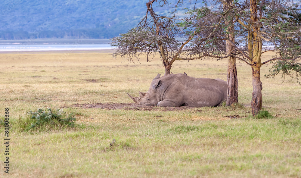 Naklejka premium Safari - rhino