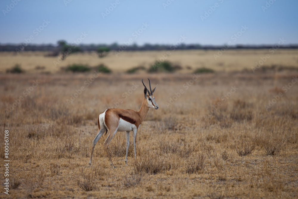 Springbok antelope-gazelle at Kalahari desert in Botswana. Springbok antelope-gazelle at Kalahari desert in Botswana.