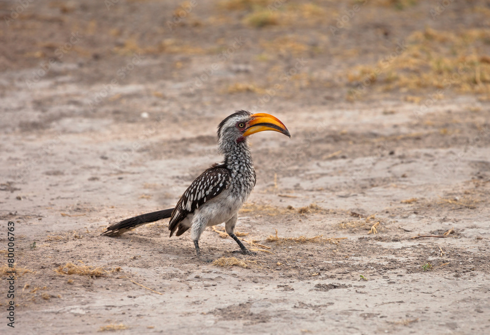 Obraz premium Southern yellow-billed hornbill at Kalahari desert in Botswana.