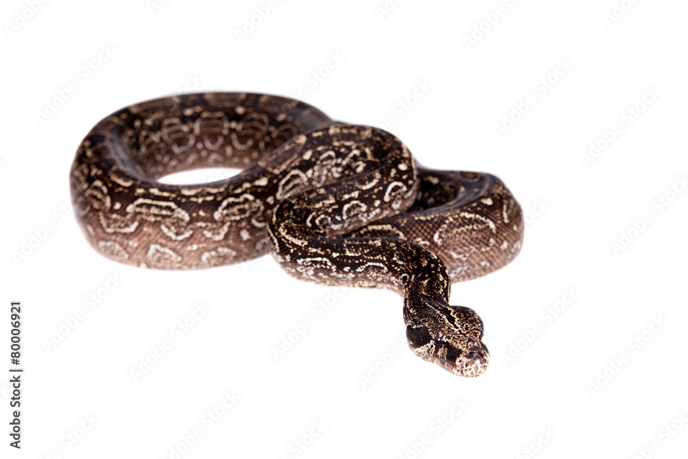 Fototapeta premium Leopard Argentine Boa on white background.