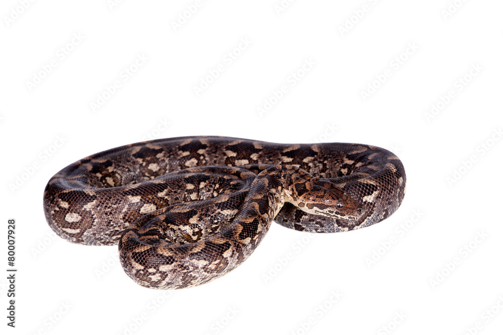 Obraz premium Dumerils Ground Boa on white