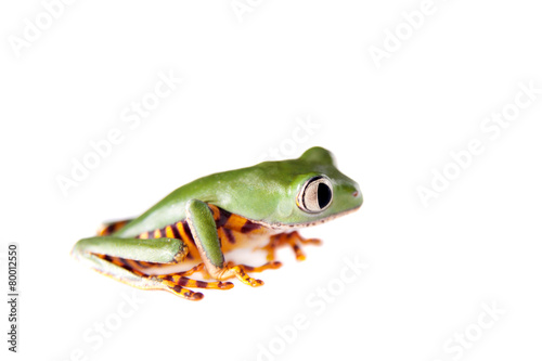 Barred leaf frog isolated on white © Farinoza