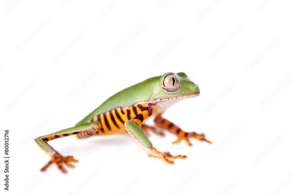 Obraz premium Barred leaf frog isolated on white