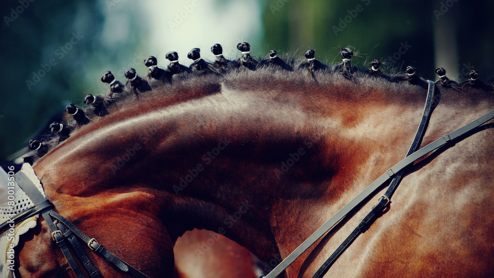 Fototapeta premium Neck of a horse.