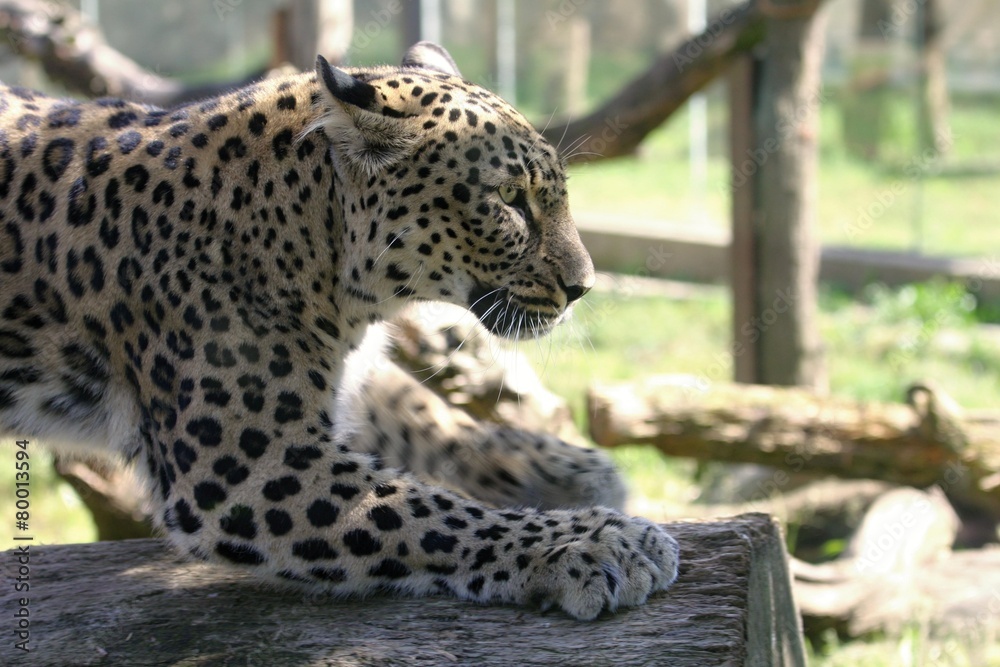 Fototapeta premium leopard