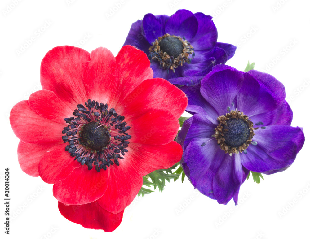 Fototapeta premium kwiaty anemonowe