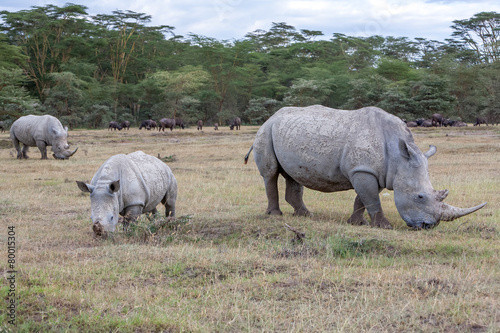 Safari - rhinos