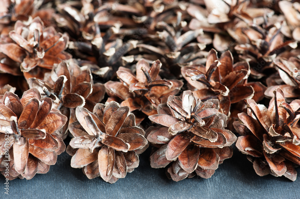Fir cone Fir cone