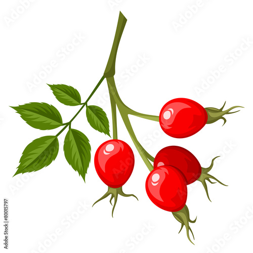Rosehip branch. Vector illustration.