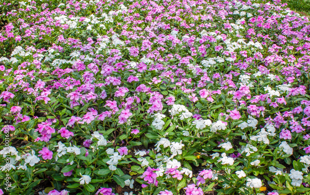 Pink and white flowers in park