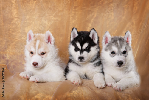 three siberian husky puppies on a gold background