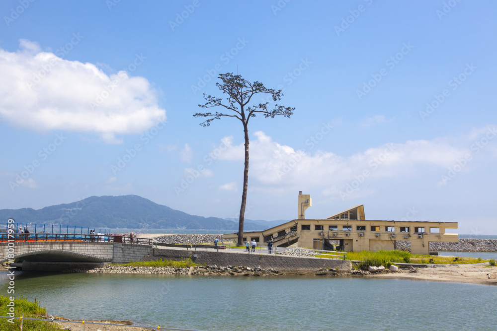 Fototapeta premium 陸前高田市 奇跡の一本松