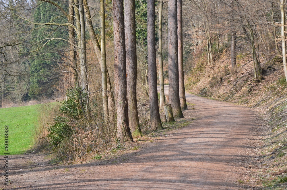 Obraz premium Waldweg