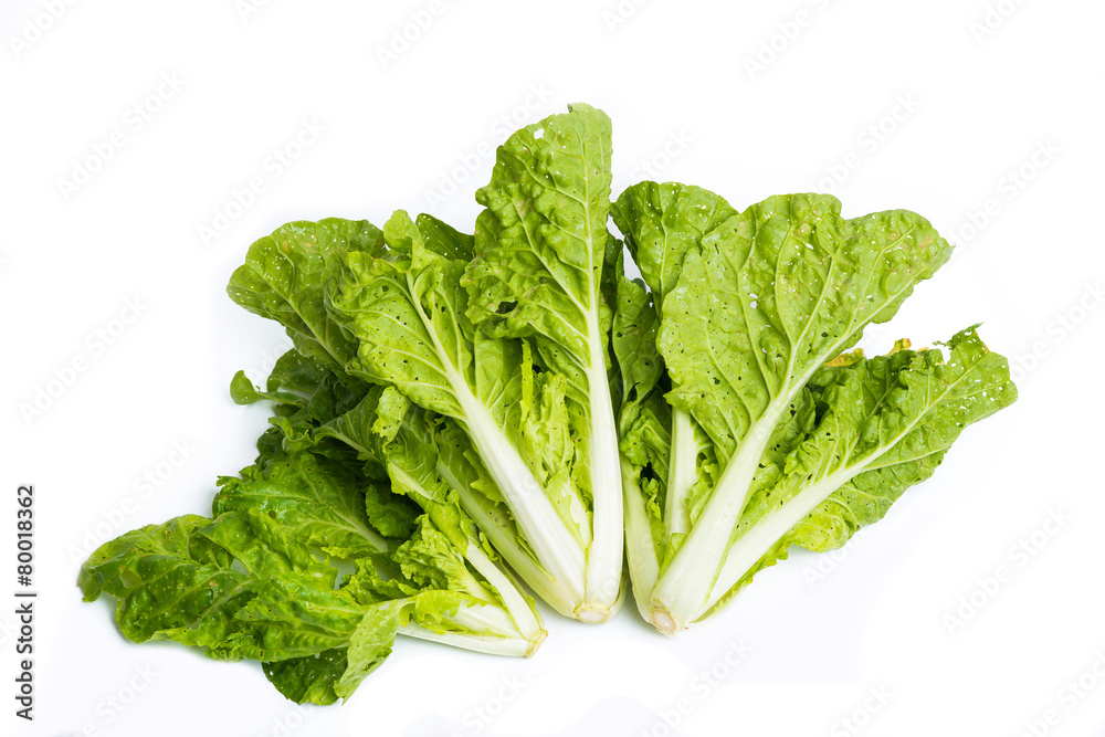 lettuce leaves isolated on white background lettuce leaves isolated on white background