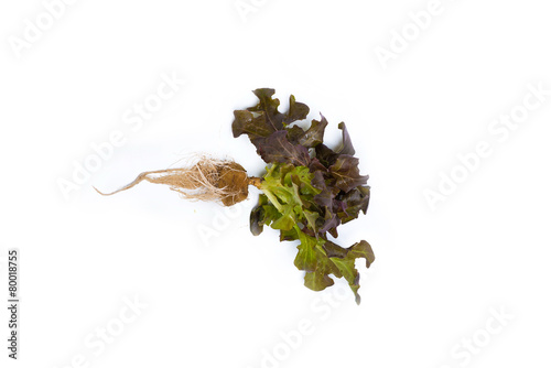 Red oak leaf lettuce with root on a white background © themorningglory