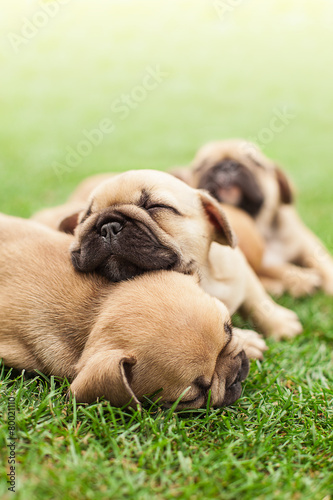 Fototapeta Naklejka Na Ścianę i Meble -  little sleeping French bulldog puppies