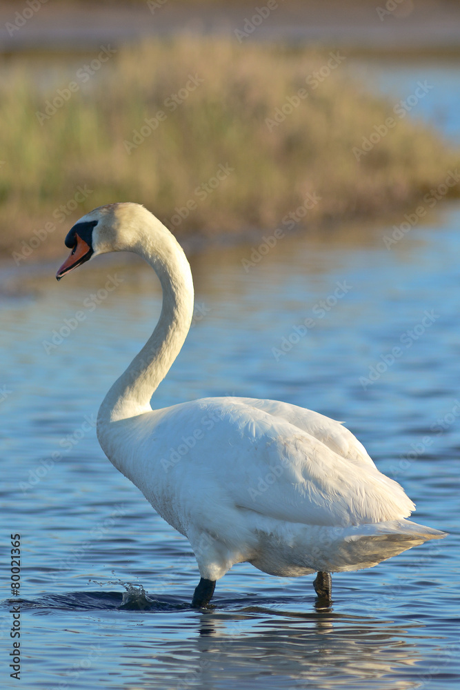 Obraz premium cigno reale (Cygnus olor)