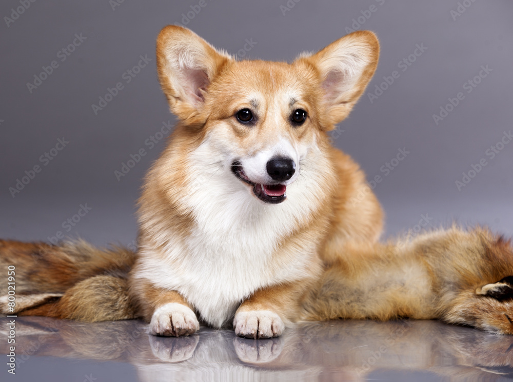 Corgi on a gray background