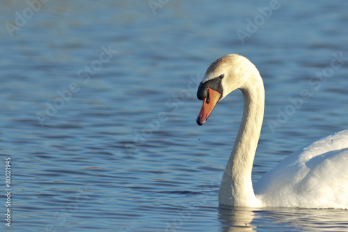 cigno reale  Cygnus olor  ritratto