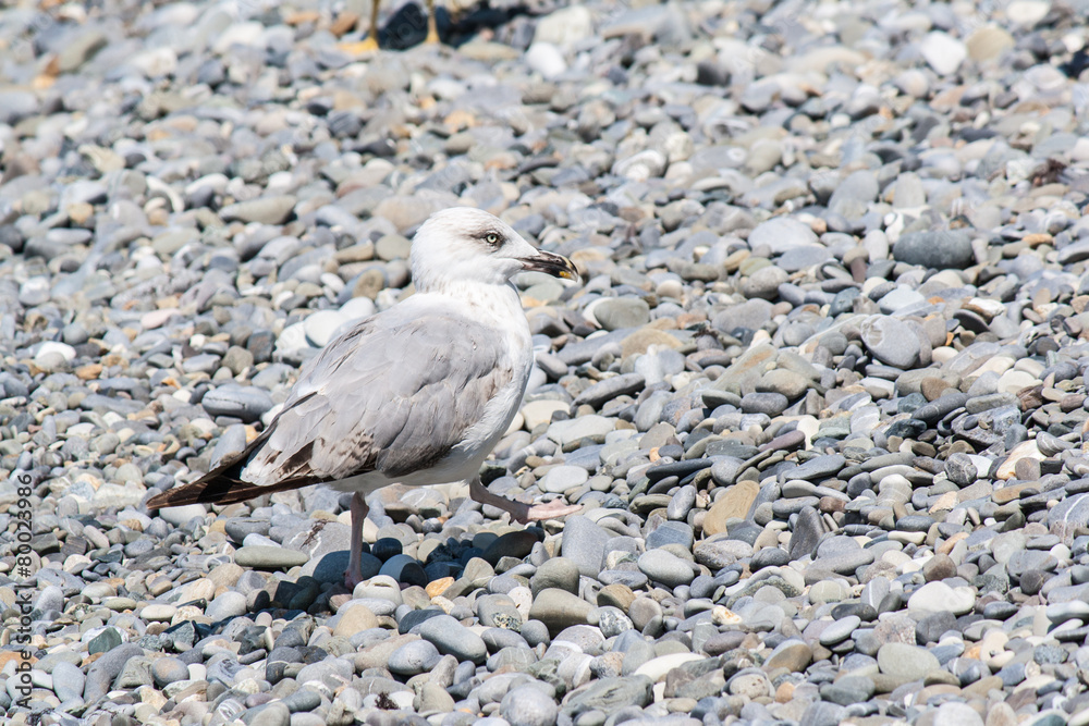 Fototapeta premium Gulls on the shore