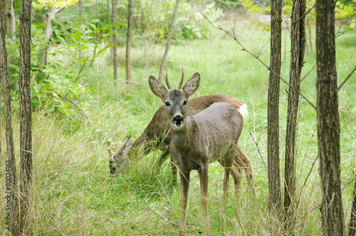 Pair of grazing deer, Safari Park Taigan (Lions Park), Crimea. © Hgalina