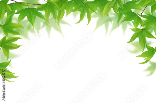 Fresh green maple leaves on white, vector illustration