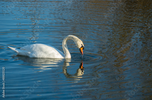 white swan on autumnal blue pond
