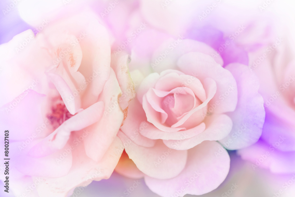 Pink rose background,Flower blur background