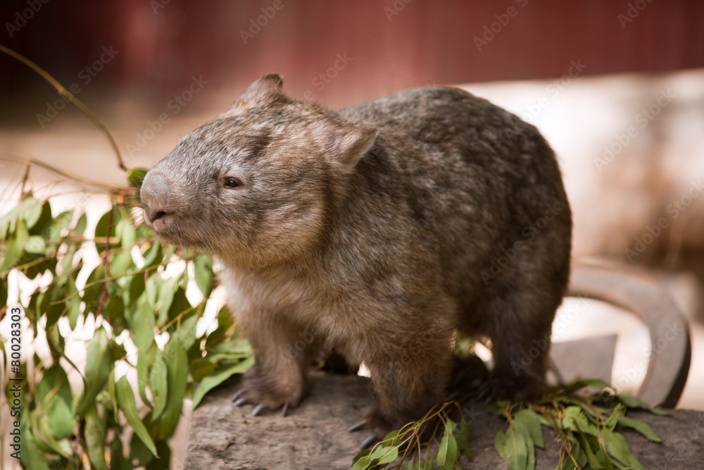 Wombat