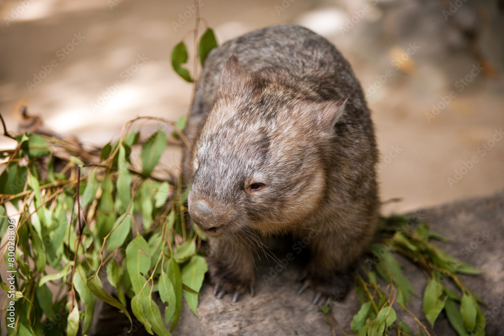Hairy-nosed wombat Hairy-nosed wombat